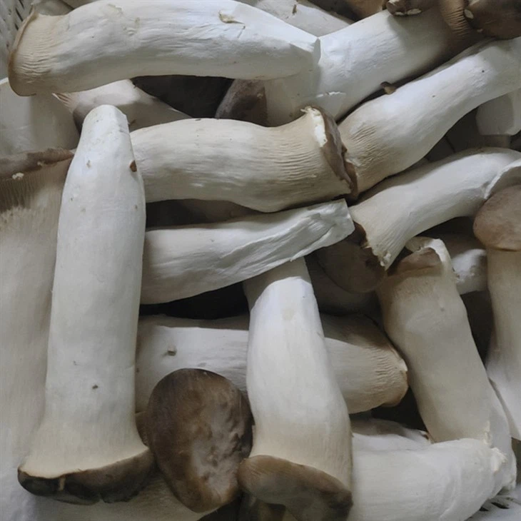 frozen king oyster mushroom