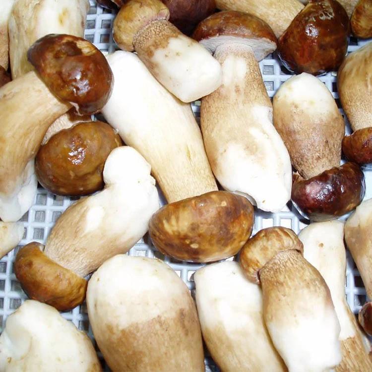 frozen boletus edulis mushrooms frozen boletus edulis mushrooms